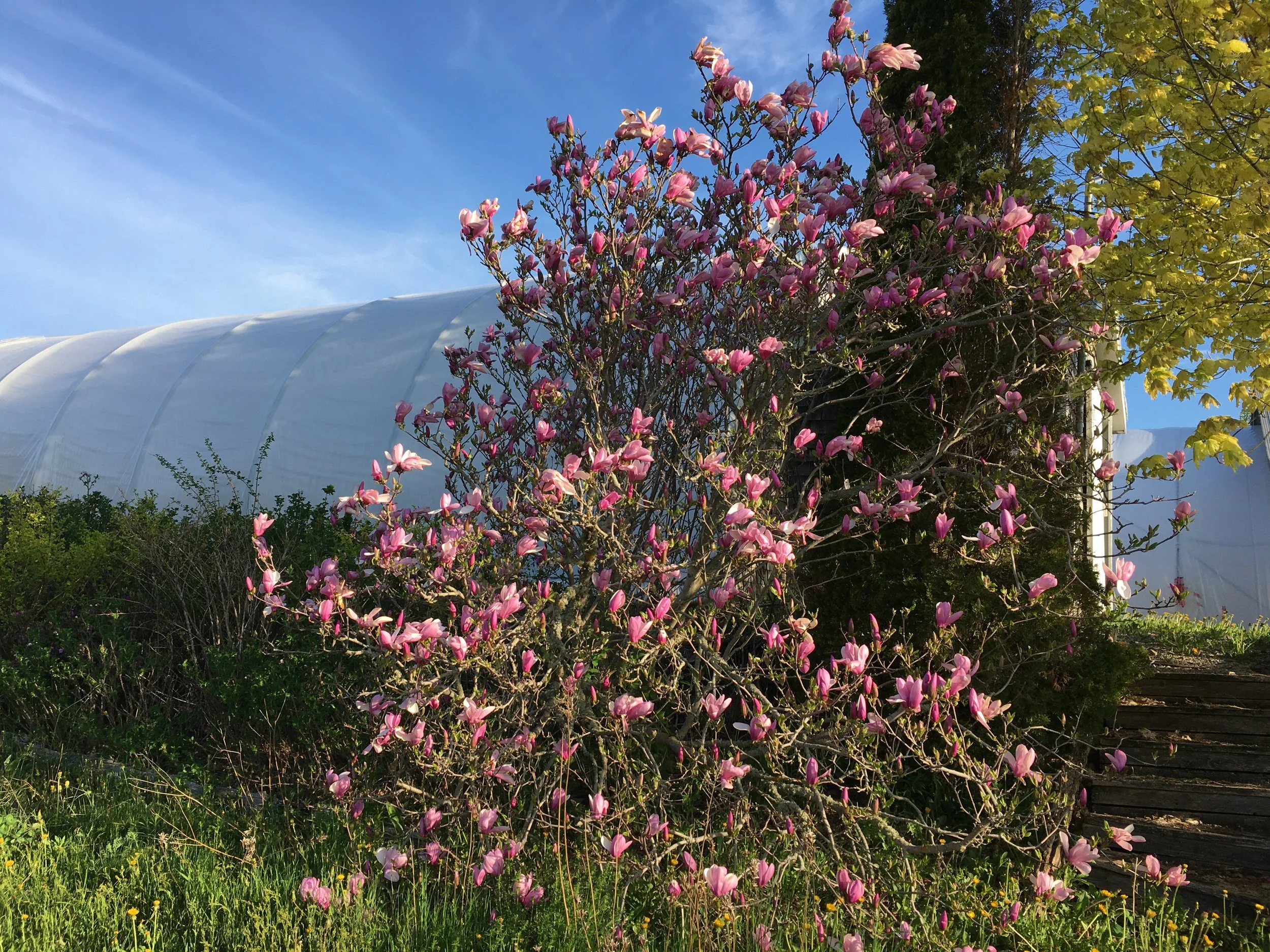 Sieboldi Magnolia — Corn Hill Nursery